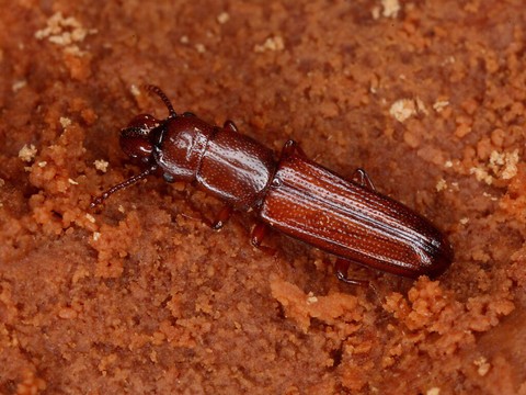 Des coléoptères rares dans les forêts fribourgeoises