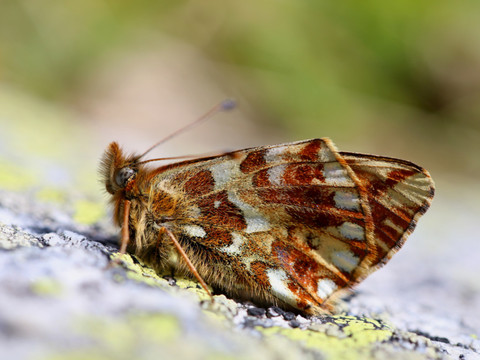 Le réchauffement climatique modifie la répartition des insectes