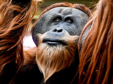 Les singes aiment parier sur une option plus risquée