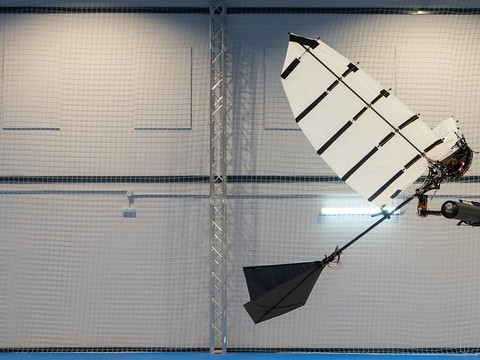 EPFL: un robot ailé capable de se poser tel un oiseau