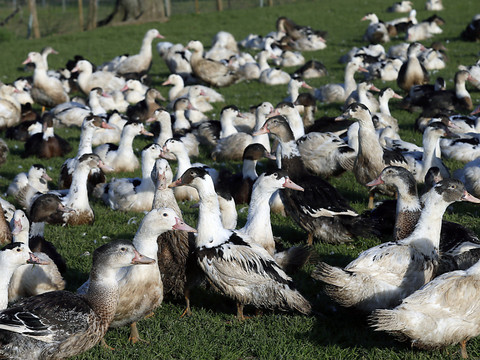 Deux millions de volailles abattues en décembre en France