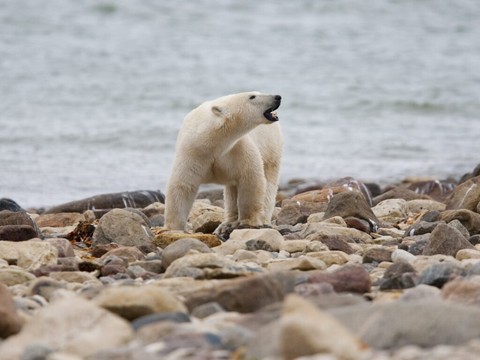 Une nouvelle étude sonne l'alarme concernant les ours polaires