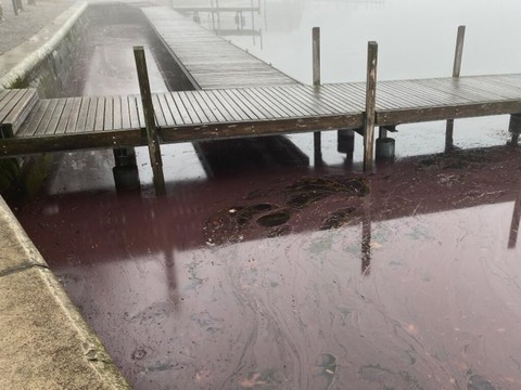 Une algue rougit le lac de Zoug par endroits