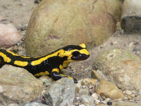 La salamandre tachetée animal cavernicole de l'année 2023