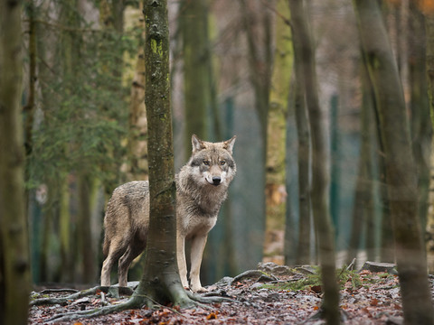 Glaris abat le premier jeune loup d'une meute