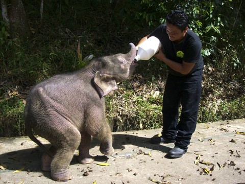 Un éléphant de Bornéo encorne mortellement son cornac