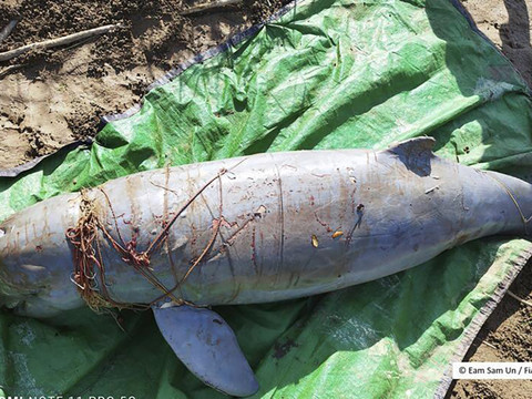 Cambodge : vers la création sur le Mékong de zones de protection de dauphins en danger