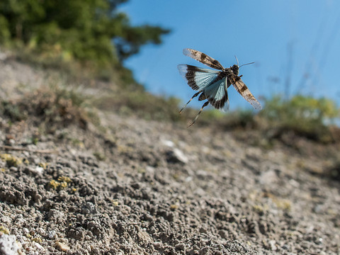 Le criquet à ailes bleues est l’animal de l’année 2023
