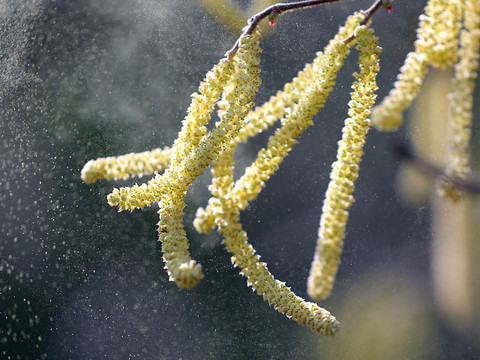 Premiers pollens et phénomène de 