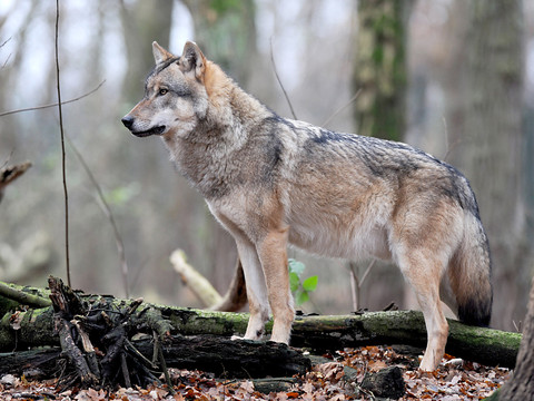 Berne: les services de la chasse tirent un prédateur