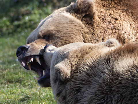 Les ours de Berne se montrent pleins d'entrain