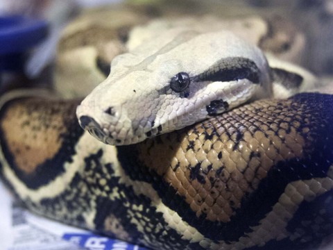 Découverte d'une nouvelle espèce de boa nain en Amazonie