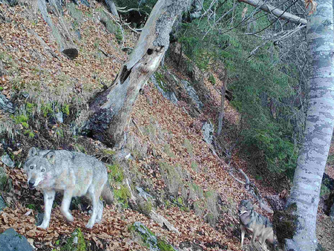 La louve dominante du Calanda est toujours vivante à plus de 12 ans