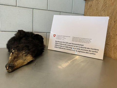 Contrebande: Suisse pincé à la douane avec un trophée d'ours noir