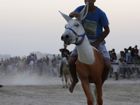 Les courses d'ânes, une tradition populaire au Bahreïn