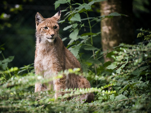 Lynx trouvé mort en Valais: le canton a déposé une plainte pénale