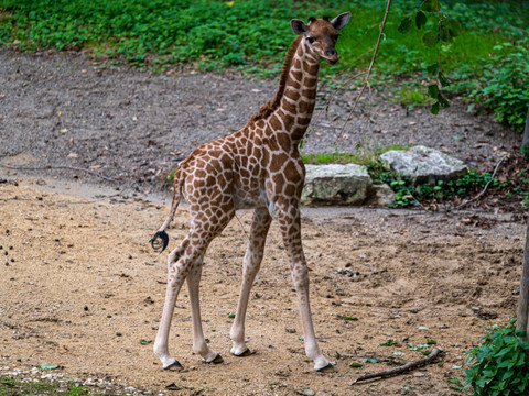 La toute jeune girafe Tufani a été euthanasiée au zoo de Bâle
