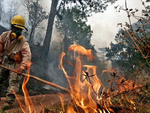 Le Honduras a perdu 10% de ses forêts en onze ans