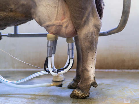 Danone veut limiter les émissions des vaches