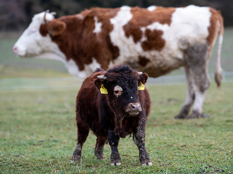 Bella est le nom de vache le plus populaire en Suisse