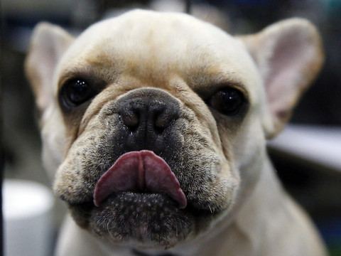 Les Pays-Bas veulent interdire la possession de chiens à nez plat