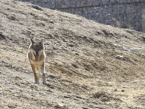 Meute du Marchairuz: le loup mis à mort était le mâle reproducteur - Collier émetteur posé