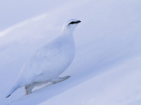Le lagopède vulnérable au changement climatique