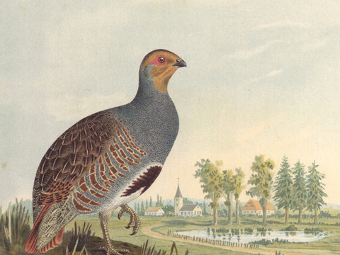 De nombreux oiseaux ont disparu en Suisse en 100 ans