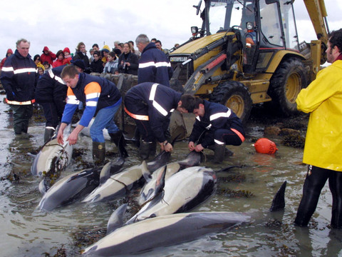 Dauphins échoués: Paris accusé de ne pas en faire assez