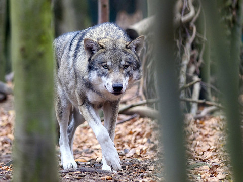 Adaptation des possibilités de preuve pour tuer un loup dominant
