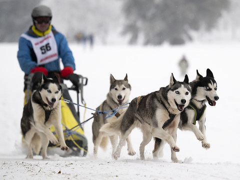 Conditions réunies pour les courses de chiens de traîneaux