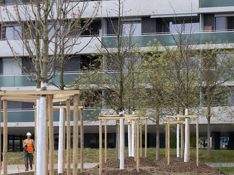 Canicules urbaines: les arbres pourraient réduire la mortalité