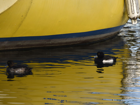 Lacs de Neuchâtel et Morat: effectif stable des oiseaux