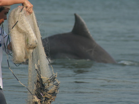 Au Brésil, dauphins et humains coopèrent pour la pêche