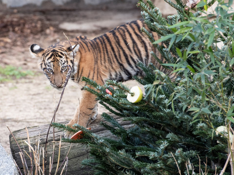 Indonésie: capture d'un tigre de Sumatra suspecté de deux attaques