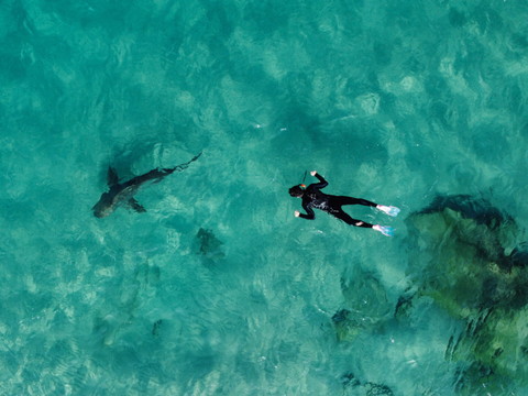 Une adolescente tuée par un requin en Australie