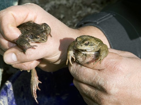 Grenouilles victimes de la crise climatique, en plus de la route