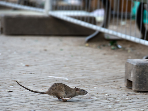 Une femme vivait avec 800 rats dans sa maison