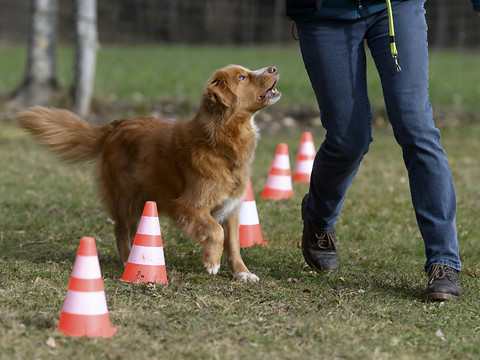 Retour des cours obligatoires pour les propriétaires de chien