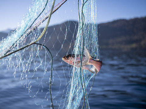 Plus de la moitié des espèces de poissons en Suisse sont menacées
