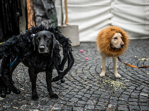 Le carnaval n'est pas forcément amusant pour les chiens