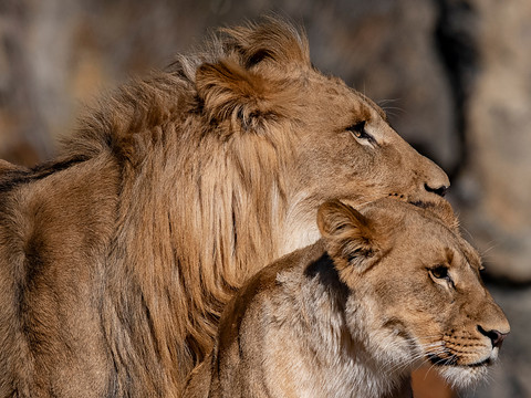 La faune sauvage a prospéré - Lions et chimpanzés restent menacés