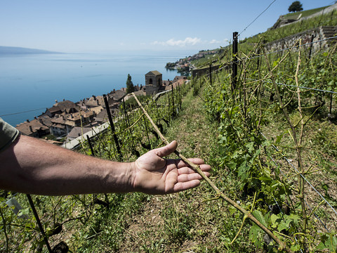 Fribourg: près de 18 millions pour rénover le Domaine des Faverges