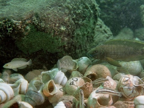 Deux types de mâles reproducteurs chez certains poissons cichlidés