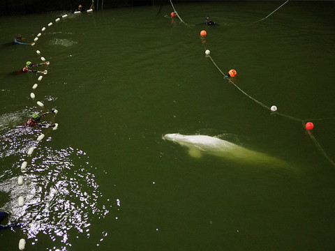 Coincée dans un estuaire français, une baleine a retrouvé le large