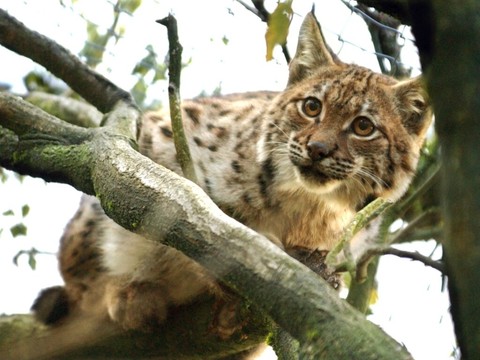 La consanguinité menace la survie du lynx en France