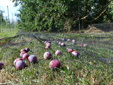 La prune de Löhr est le fruit de l'année 2023