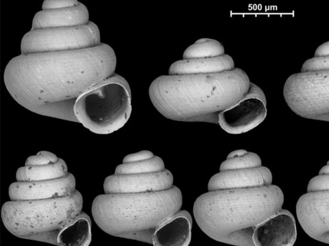 Des chercheurs découvrent 42 nouvelles espèces d'escargots