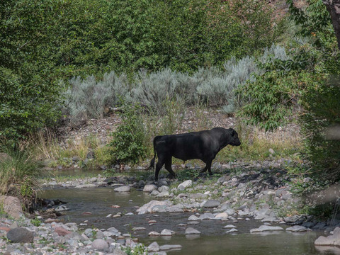 Des vaches sauvages 