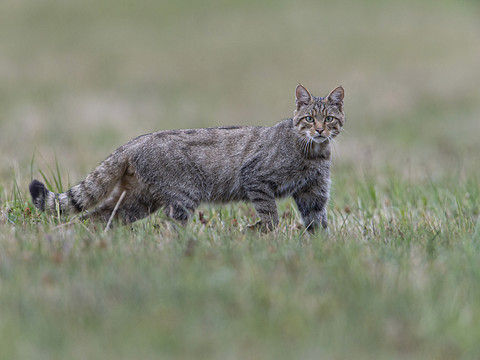 Le boom des chats hybrides inquiète la Protection des animaux